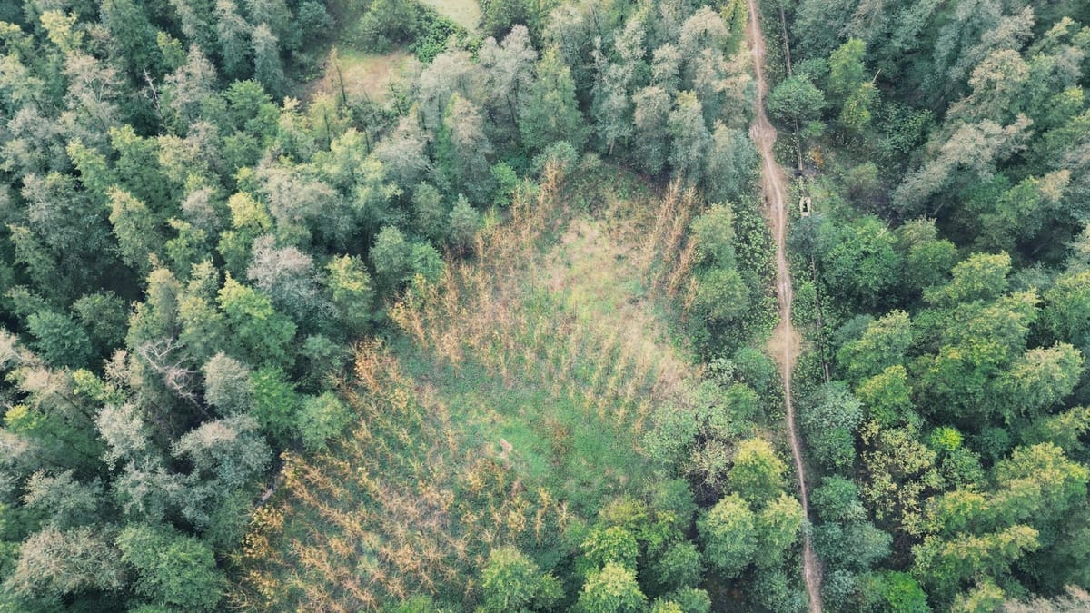 Carbon offsetting for UK businesses: a practical guide