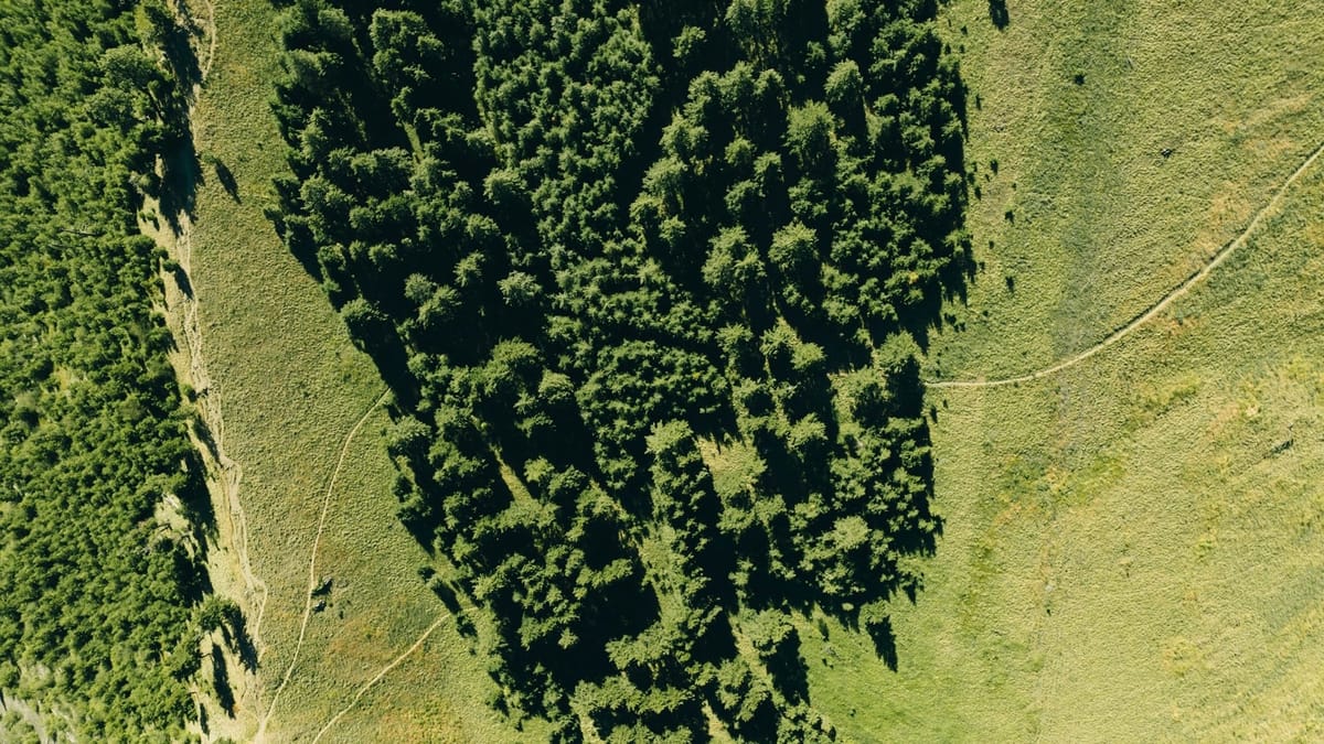 Why CORSIA matters for the voluntary carbon market