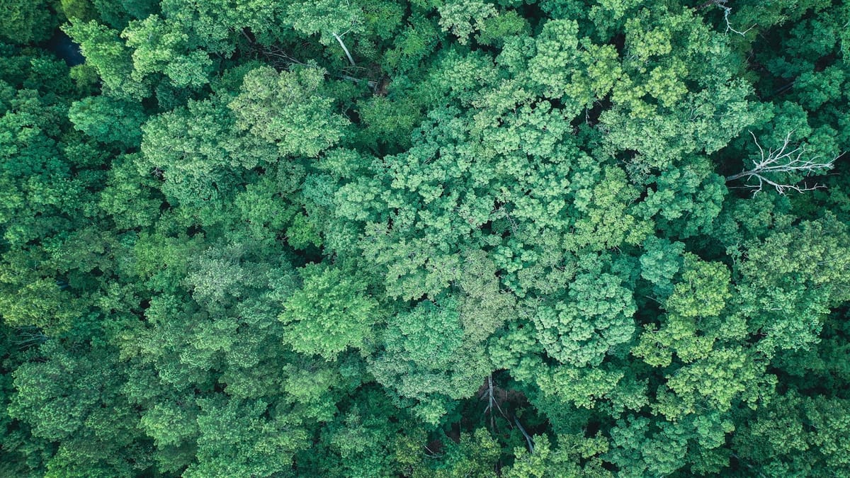 Gold Standard vs Verra vs Puro.earth: which carbon registry?
